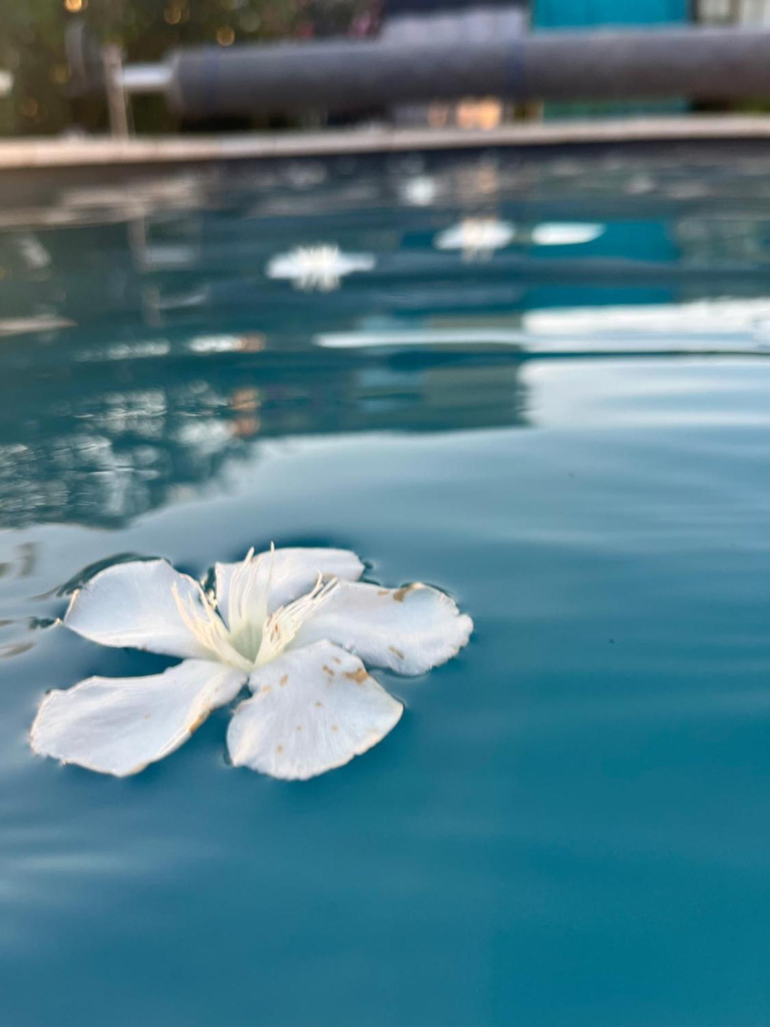 Sasha'Blue-Terrasse Jardin-Park-Clim-Piscine Διαμέρισμα LʼIsle-sur-la-Sorgue Εξωτερικό φωτογραφία